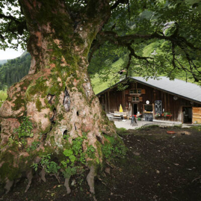 AusstellungOsterriedPudellFotoBaum
